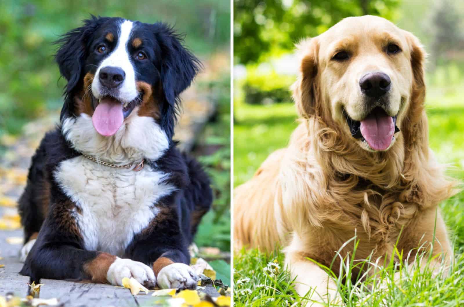 bernese mountain dog golden retriever mix