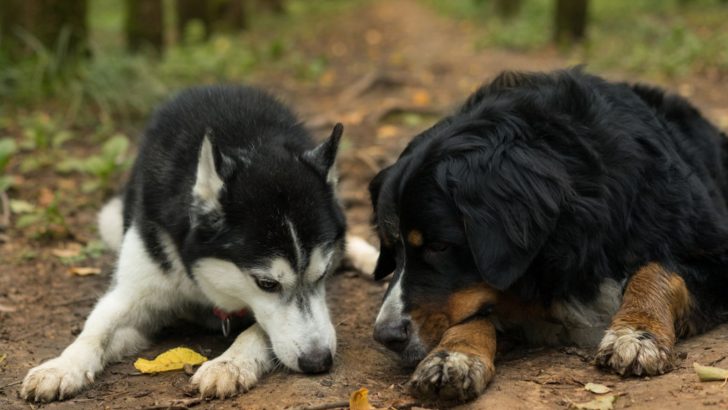 Bernese Mountain Dog Husky Mix: How Good Is Bernsky?