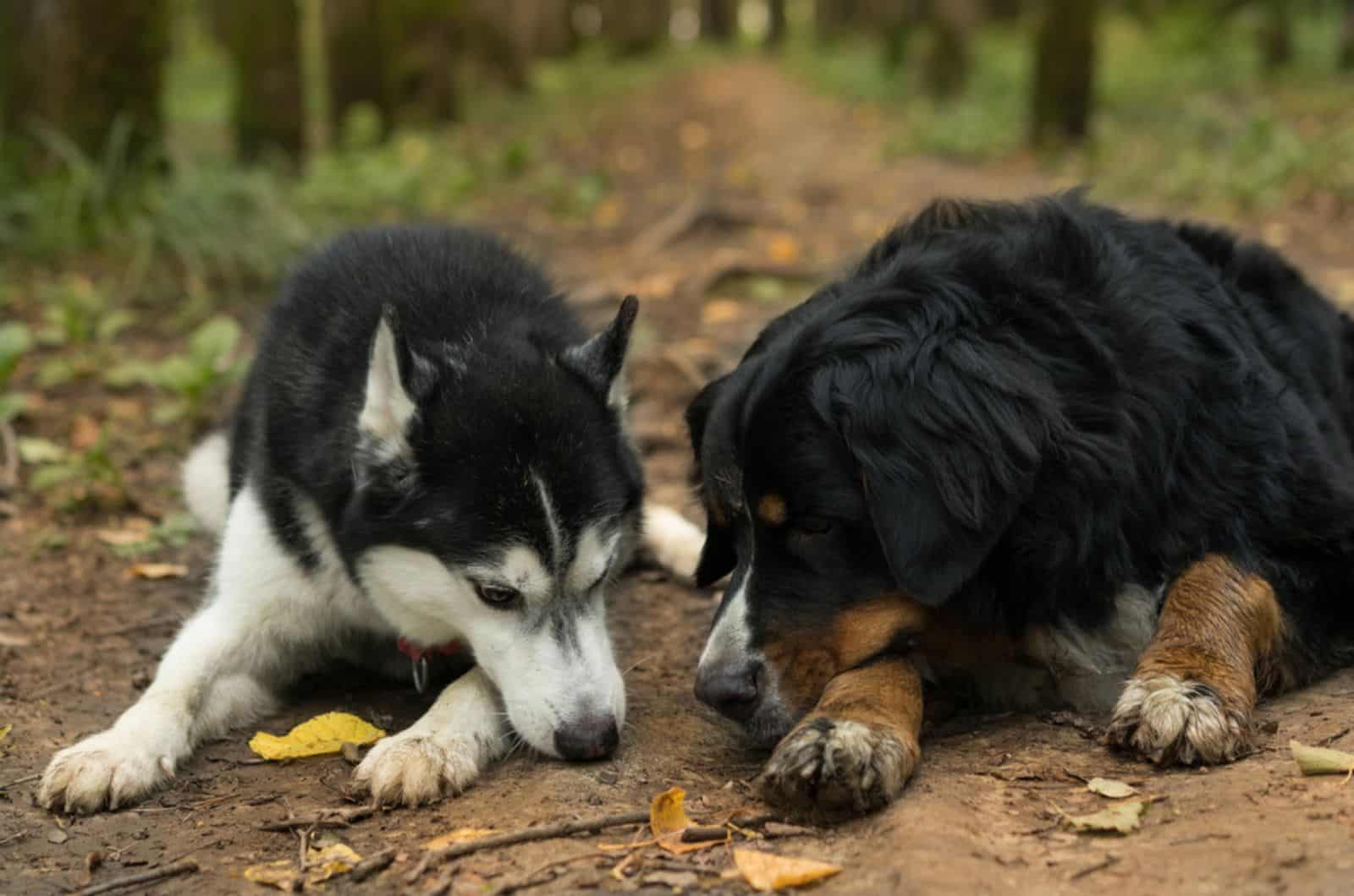 bernese mountain and husky lying together on the ground
