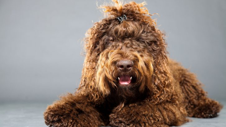 Big Dogs With Curly Hair + Medium-Sized Curly Cuties