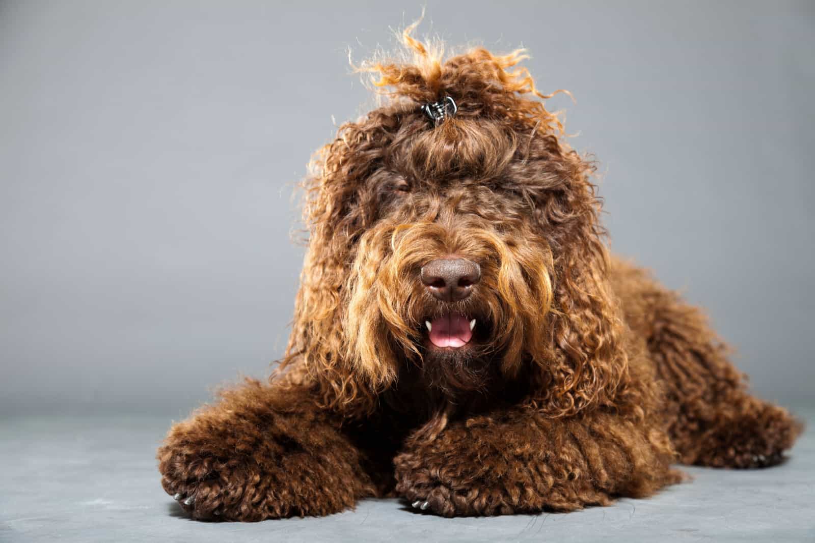 Big Dogs With Curly Hair + Medium-Sized Curly Cuties