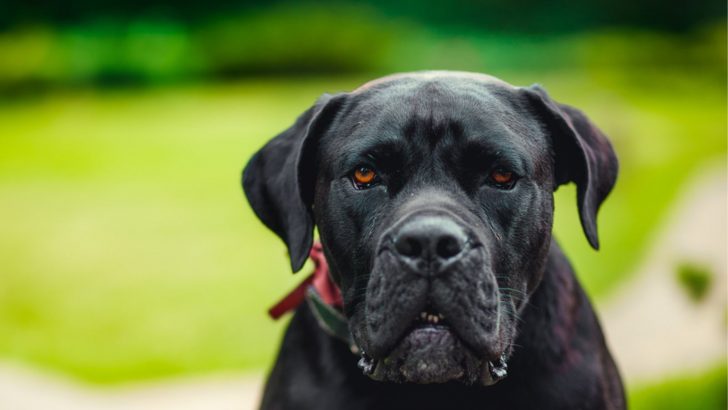 Black American Bulldogs Are Perfect Except For One Thing