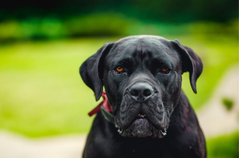 black american bulldog