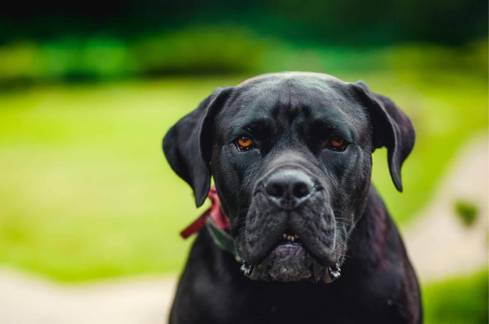 black american bulldog