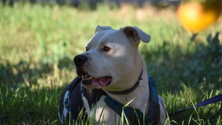 Black And White American Bulldog – A Superstar Athlete