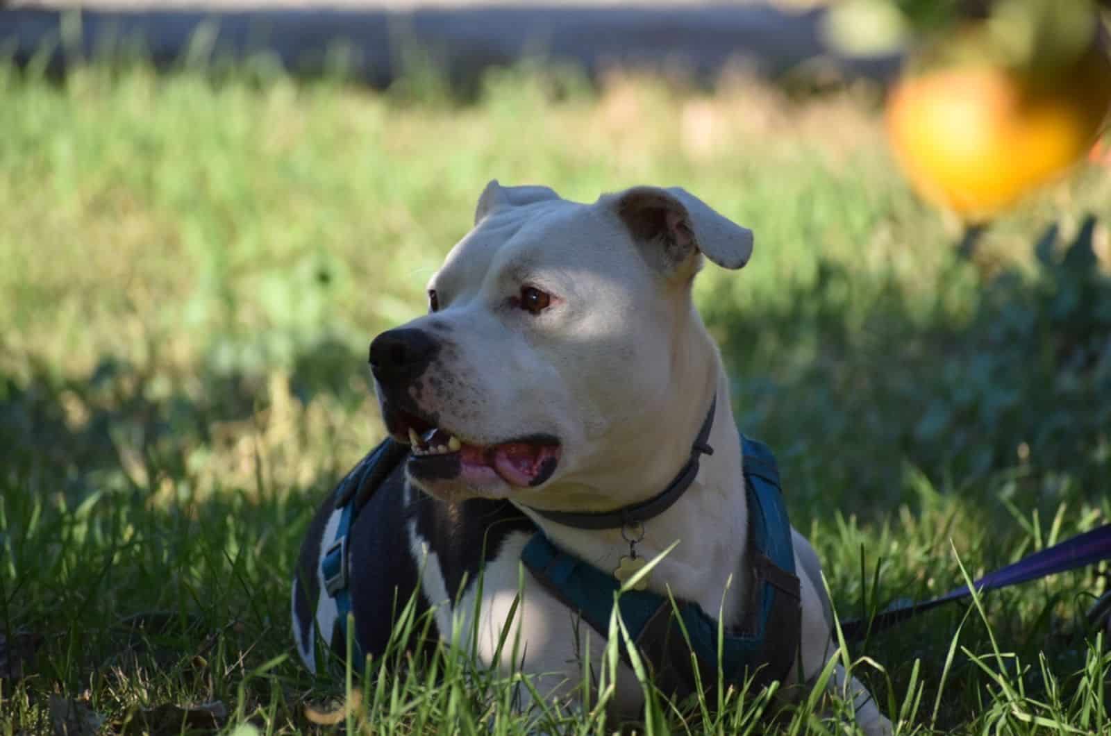 black and white american bulldog lying in the grass