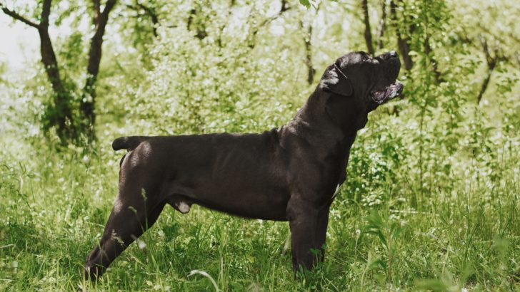 Black Boerboel: The Guard Dog Of Your Dreams