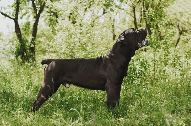 Black Boerboel standing outside