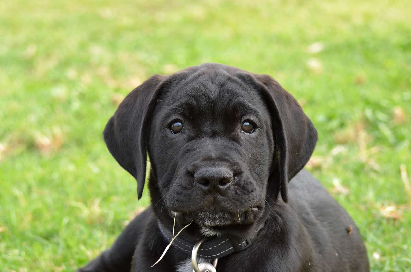 Black Boerboel puppy