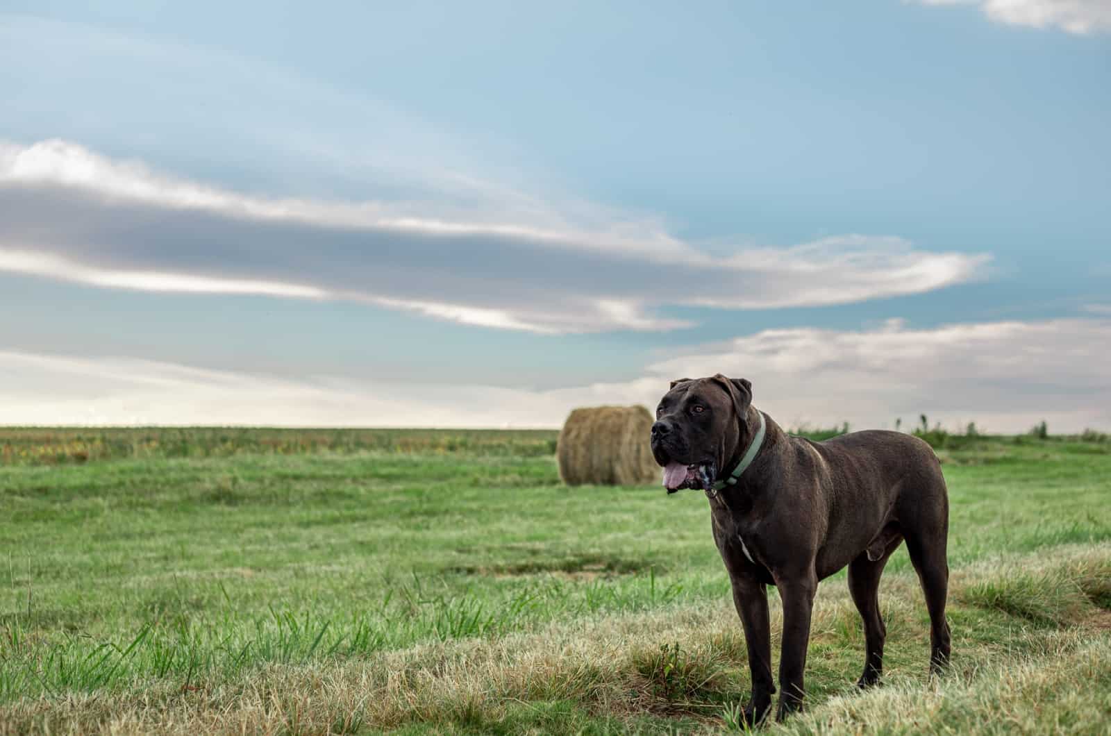 Black Boerboel standing outside