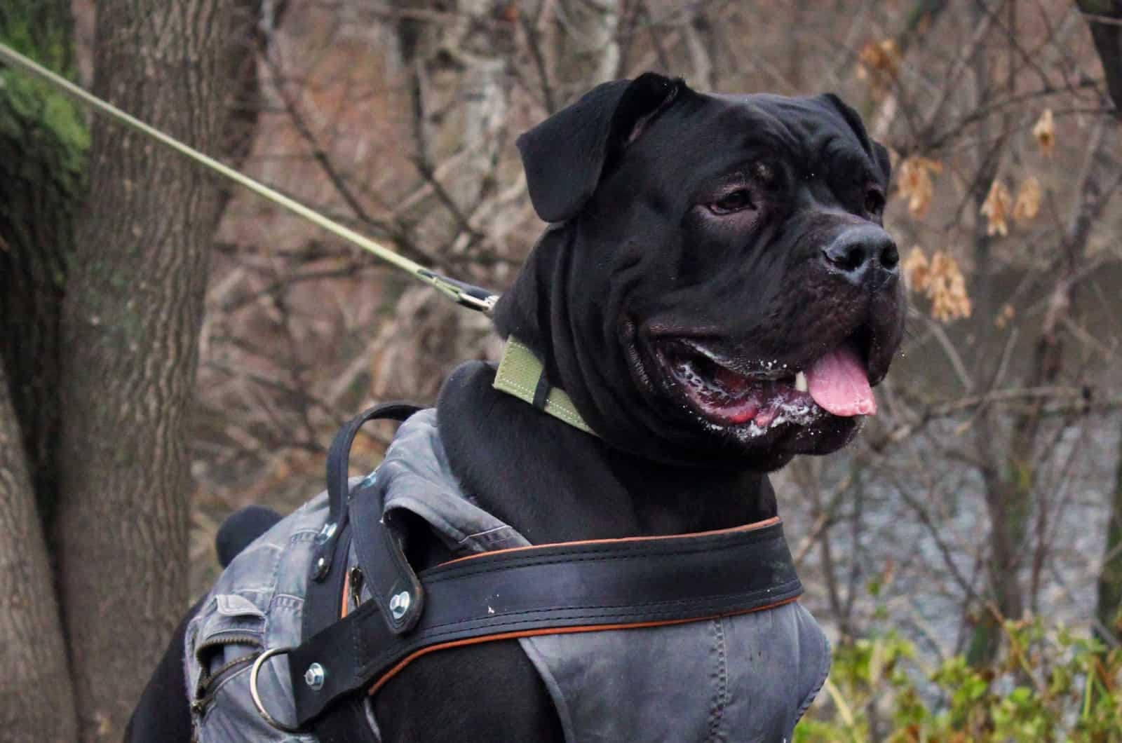 Black Boerboel