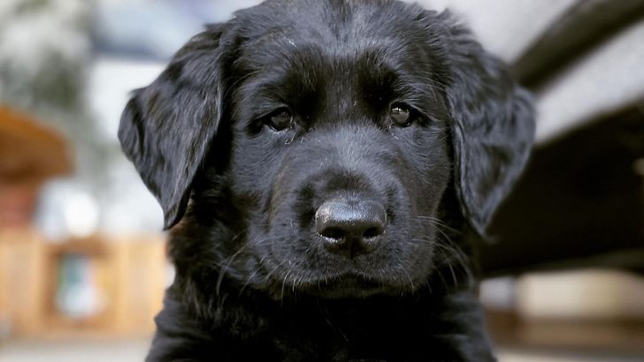 Black Golden Retriever: Purebred Or Mixed?