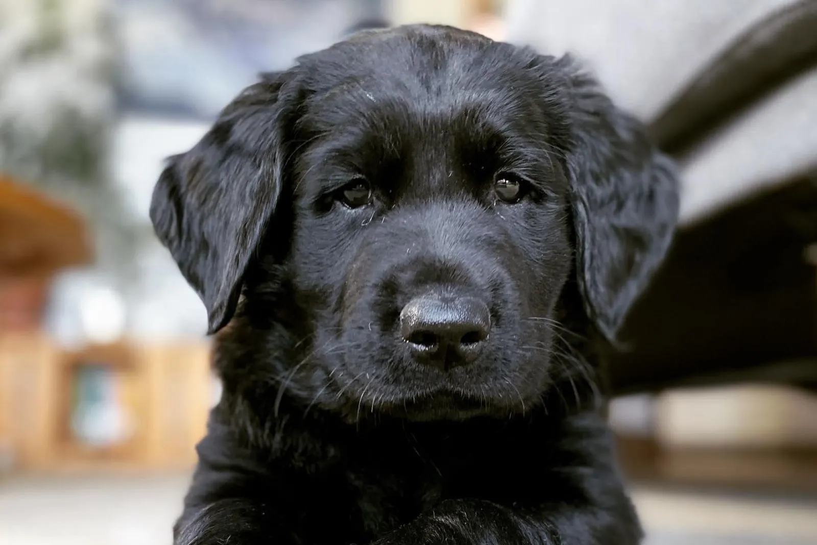 cute black golden retriever puppy