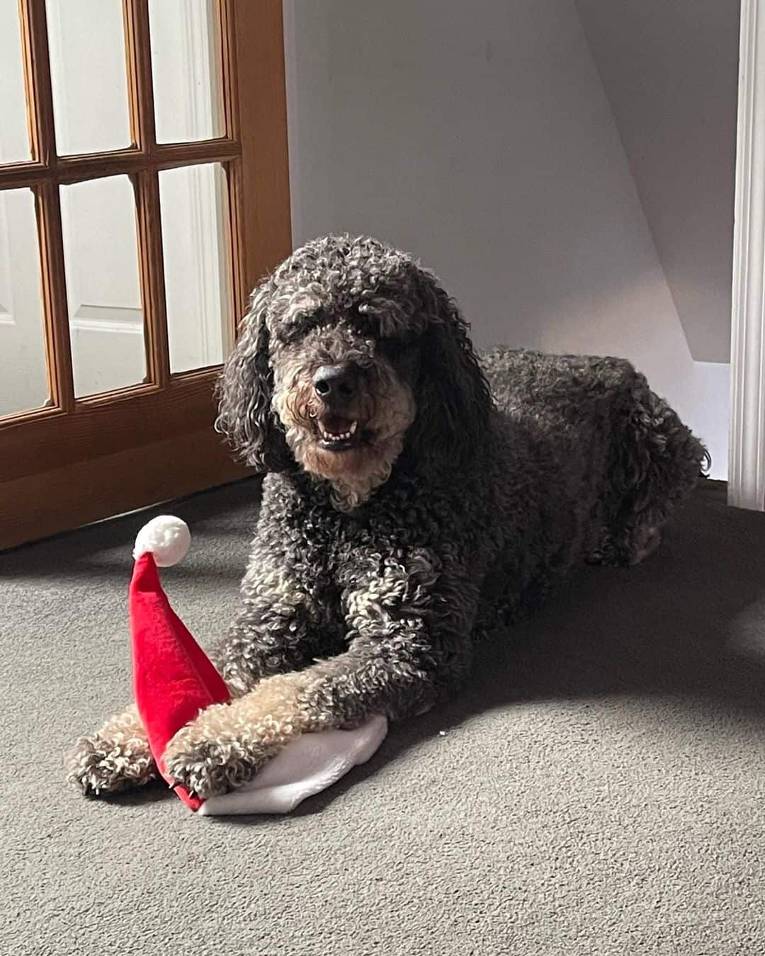 Black Phantom Goldendoodle is lying on the floor and playing with a toy