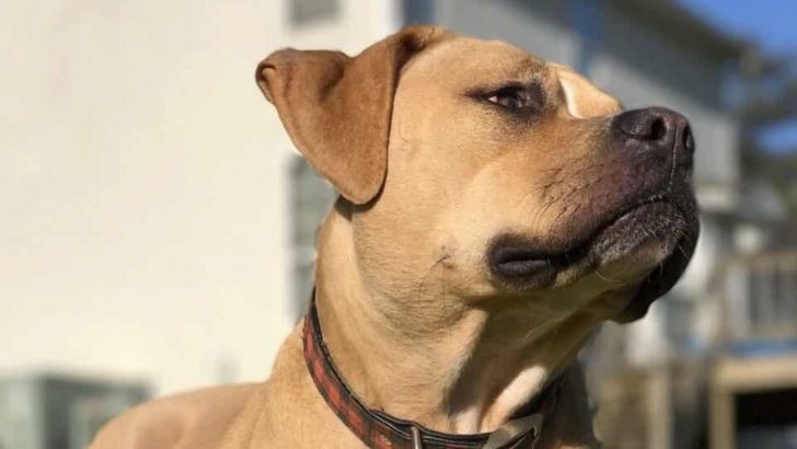Bloodhound Pitbull Mix: Is This The Rarest Pitbull Mix?