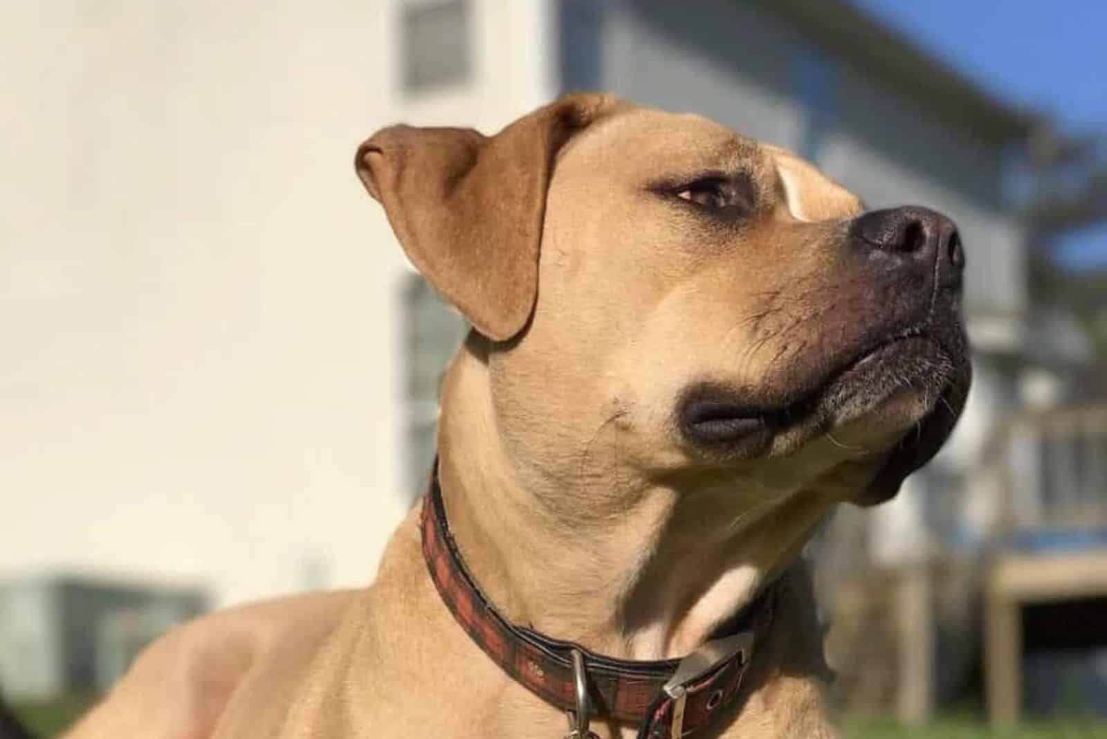 Bloodhound Pitbull Mix lies down and looks around