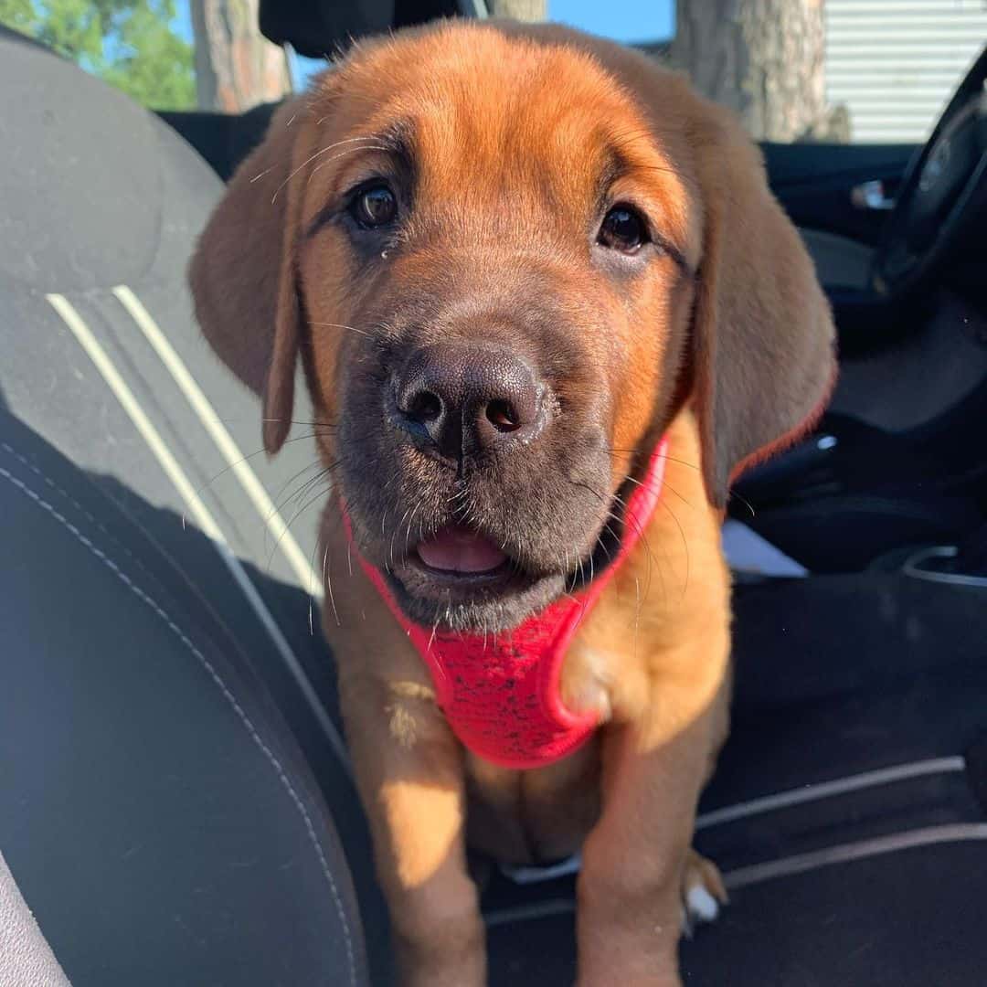 Bloodhound Pitbull mix sitting on the car seat