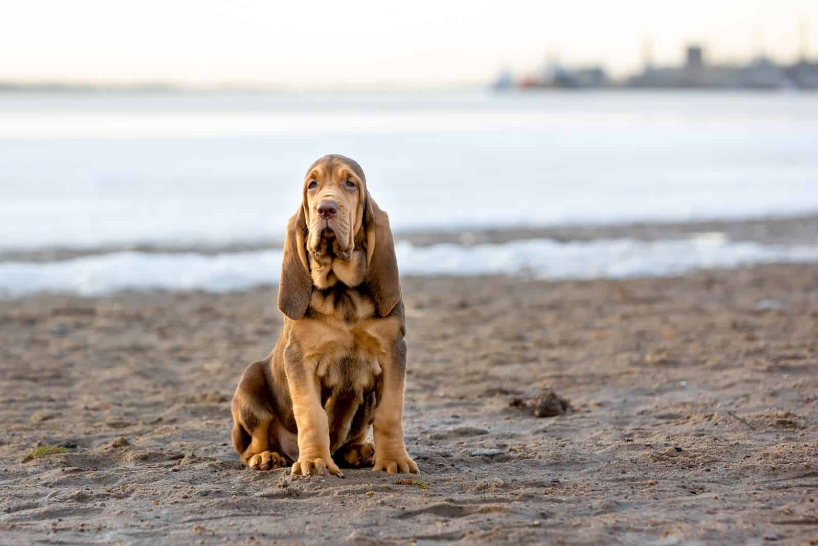 Bloodhound is sitting on the beach