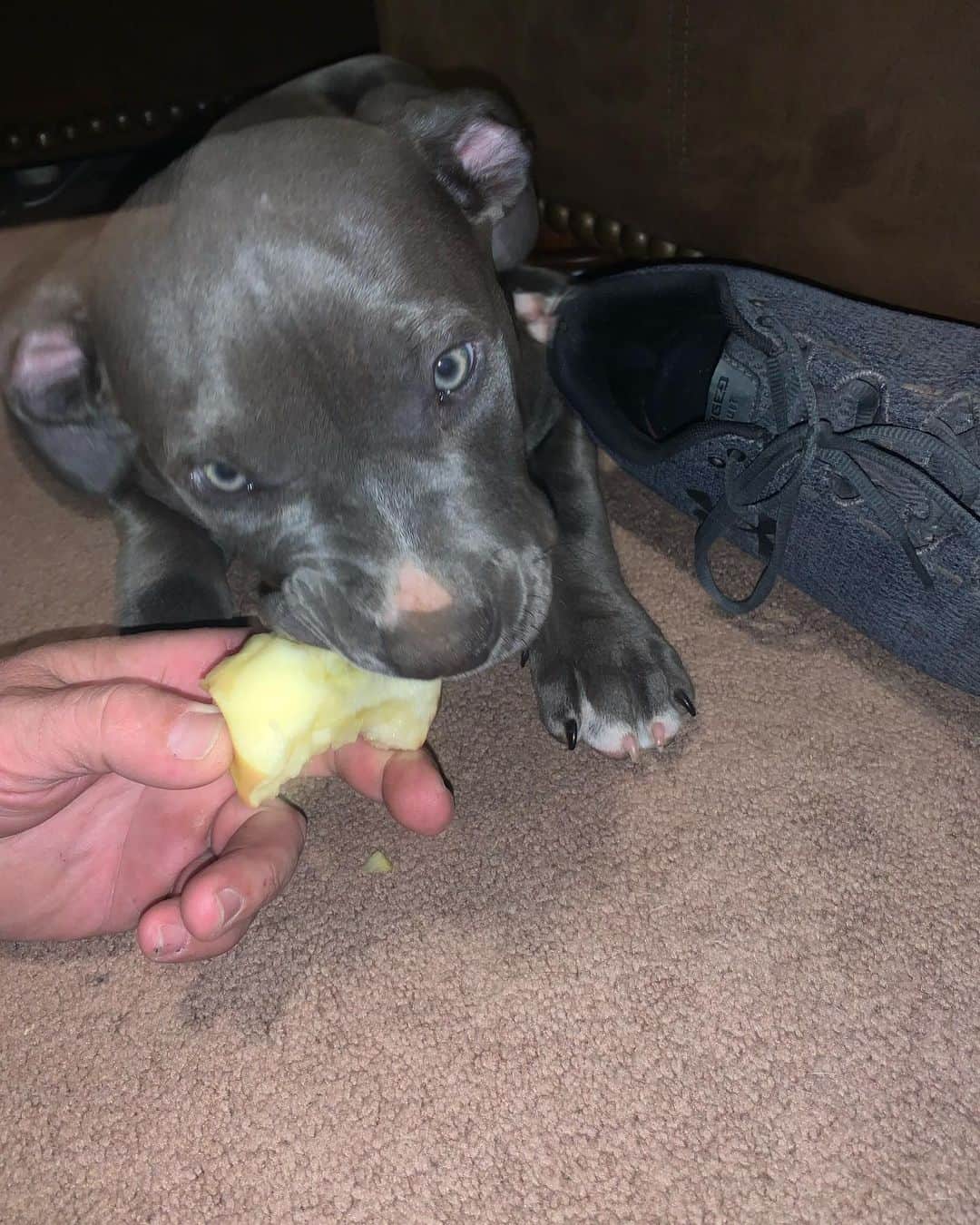 Blue American Bulldog eating an apple