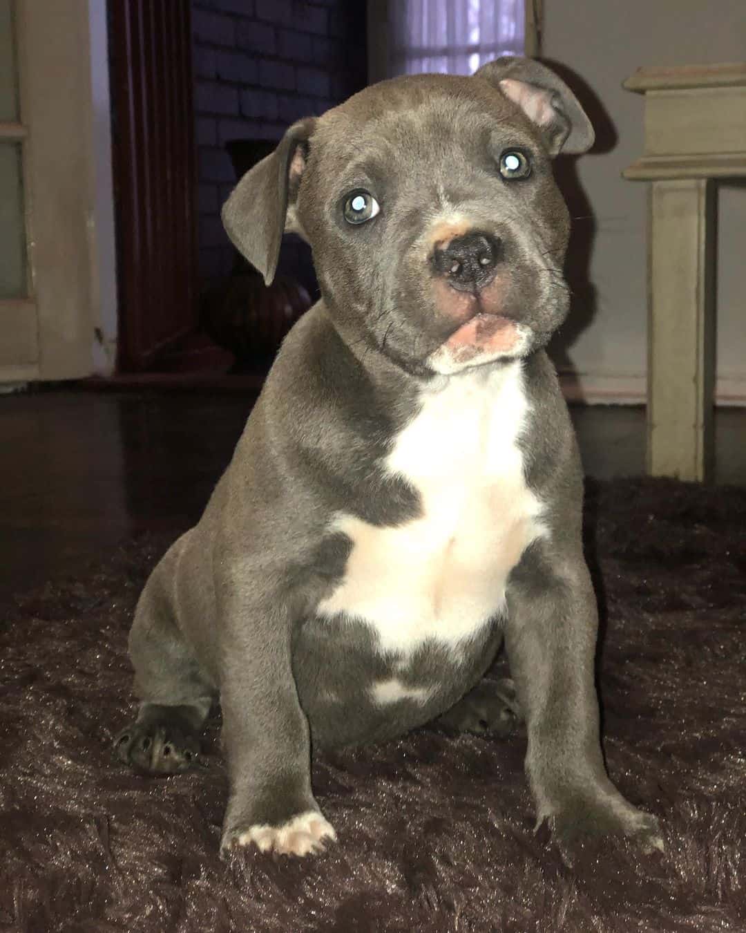 Blue American Bulldog is sitting on the floor and looking at the camera