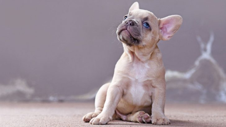 Blue-Eyed French Bulldog: Can You Resist Those Pretty Eyes?