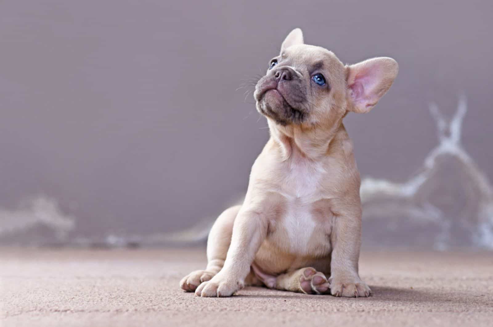 blue-eyed french bulldog