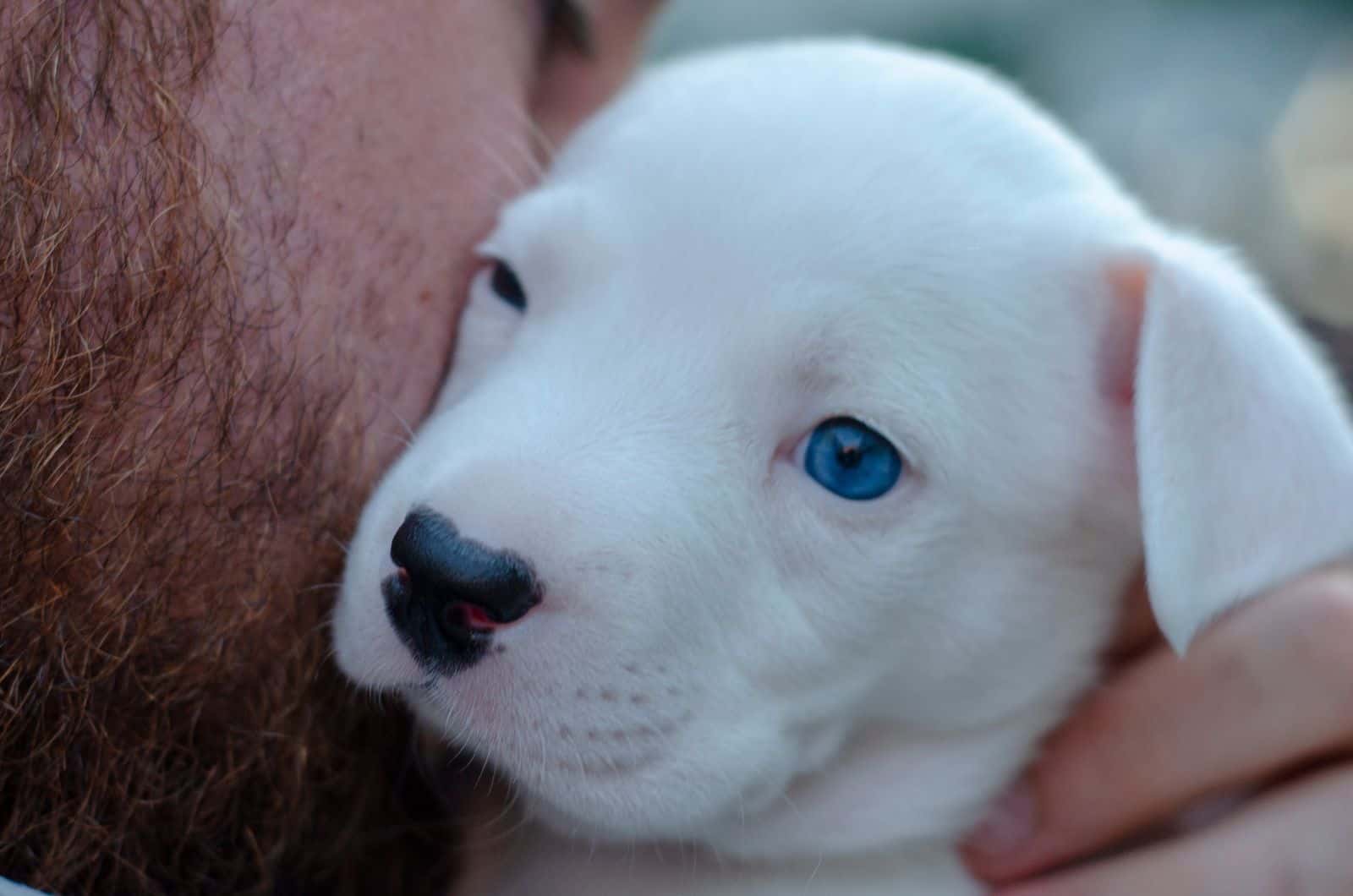 Blue-Eyed Rottweiler puppy and owner