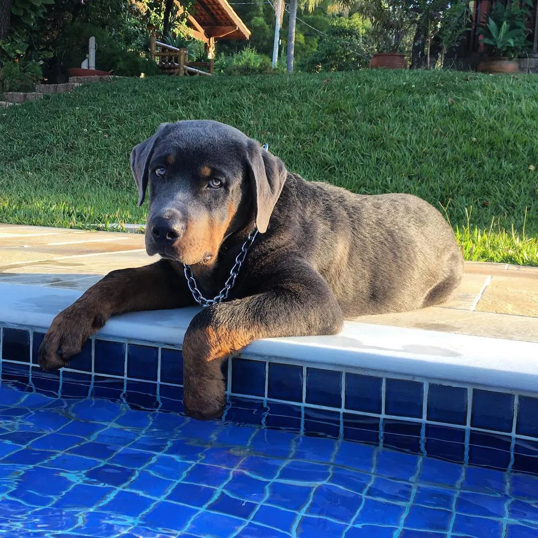 Blue-Eyed Rottweiler sitting by pool