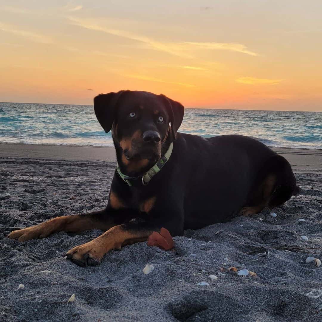 Blue-Eyed Rottweiler sitting on beach
