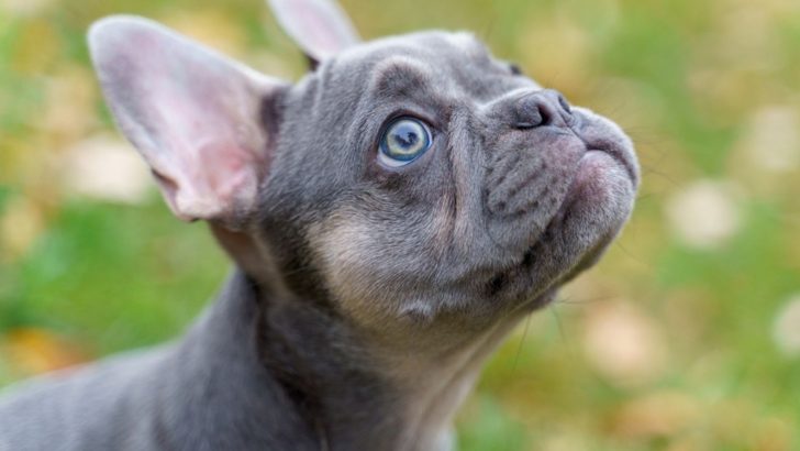Blue Fawn French Bulldog Color Analysis