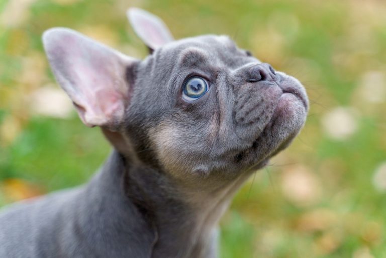 Blue Fawn French Bulldog