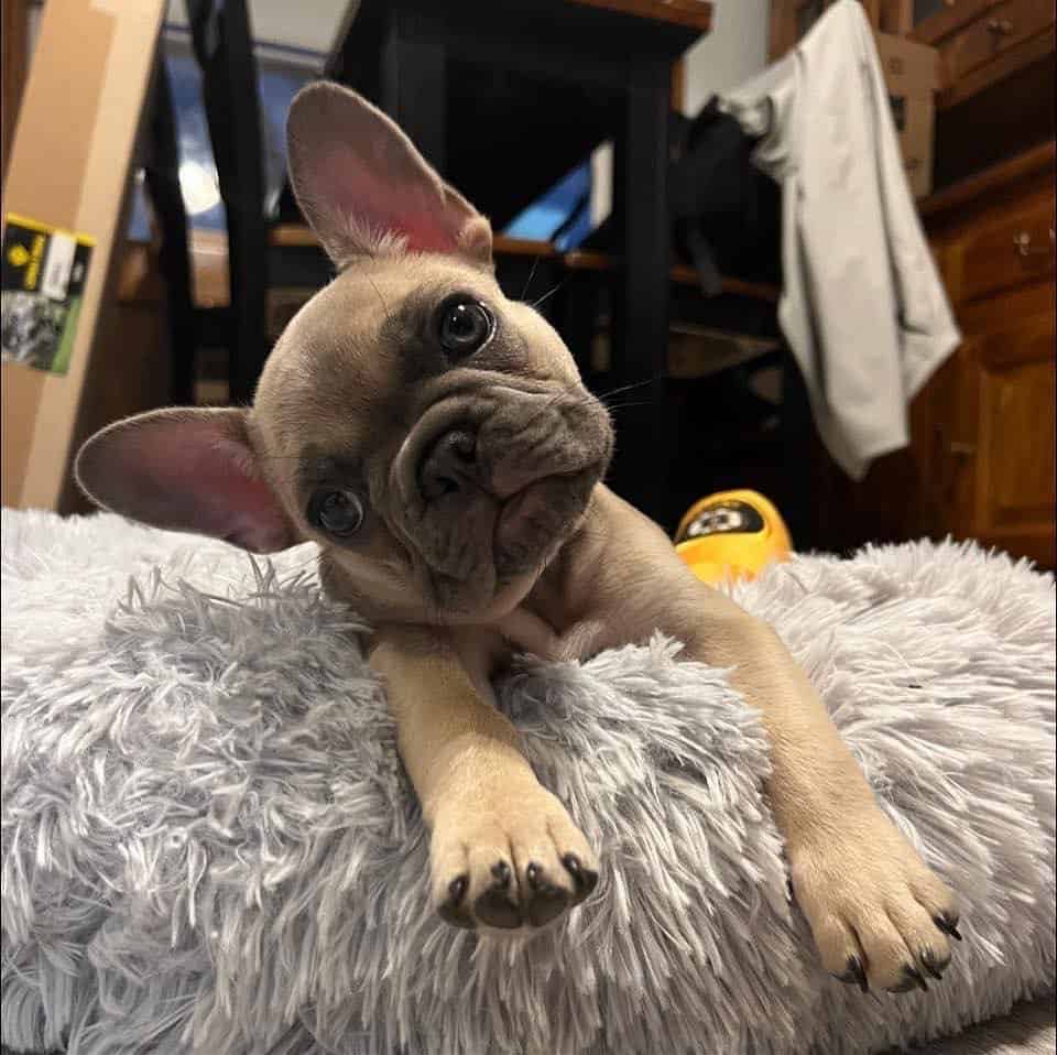 Blue Fawn French Bulldog lying on a shaggy blanket