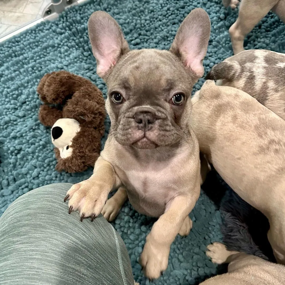 Blue Fawn French Bulldog rested his paw on his owner