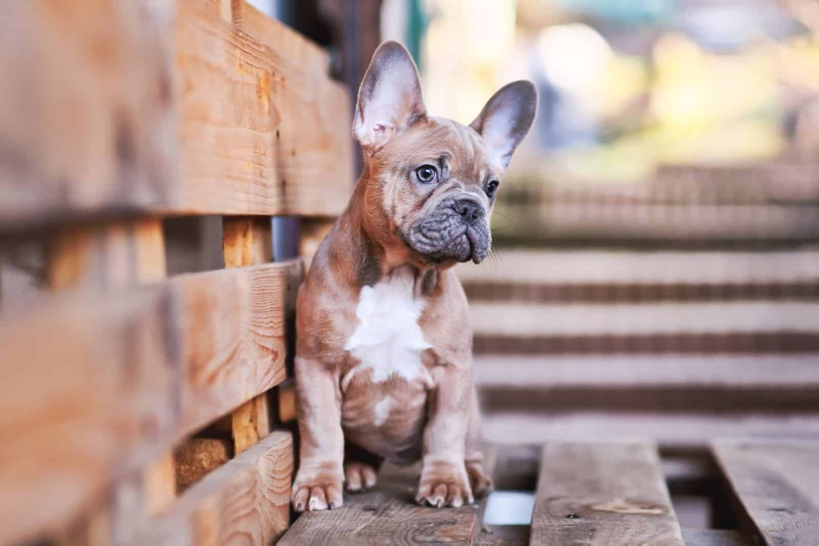 Blue Fawn French Bulldog sits sadly on the bench