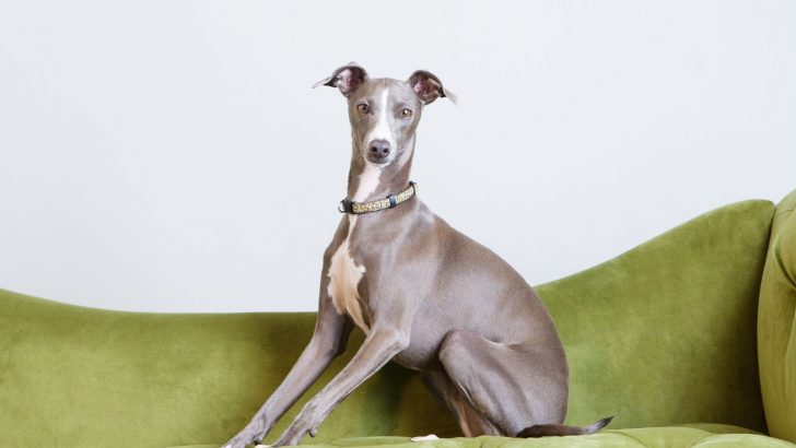 Blue Greyhound – Facts About The Rarest Greyhound