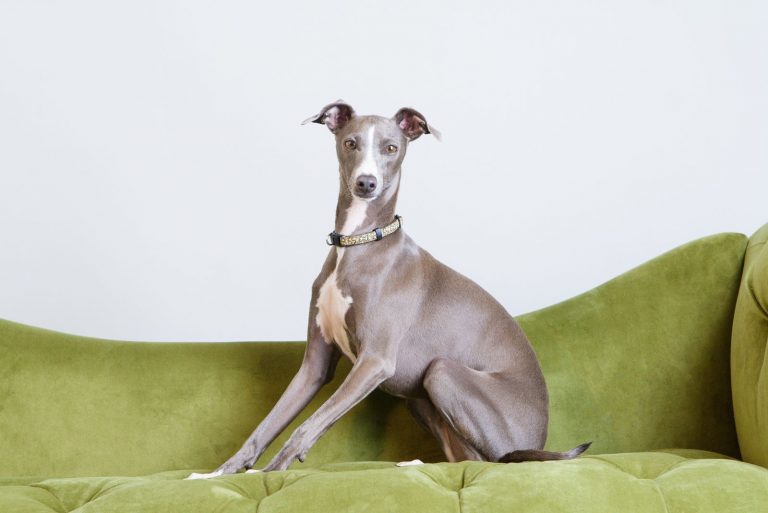Blue Greyhound is sitting on the couch