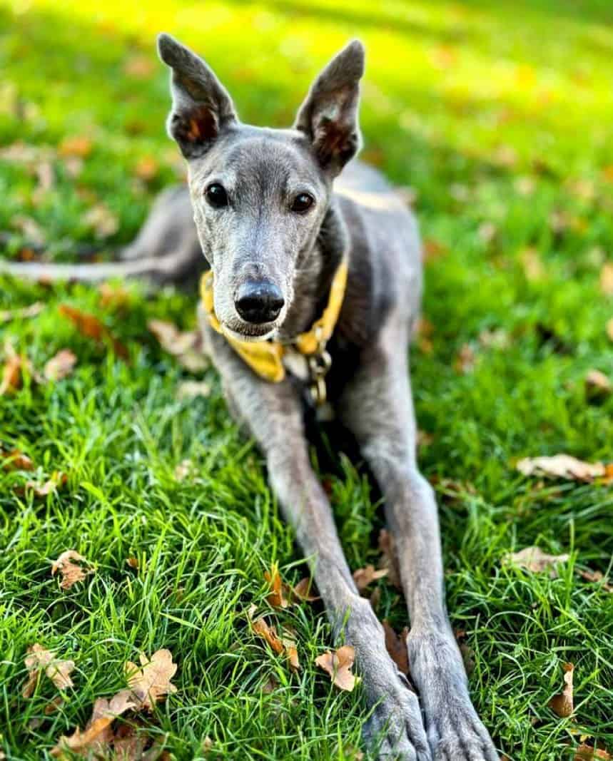 Blue Greyhound lies on the grass