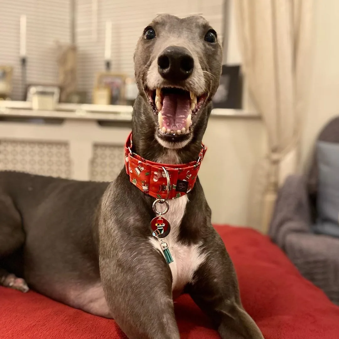 Blue Greyhound sits on the couch and laughs