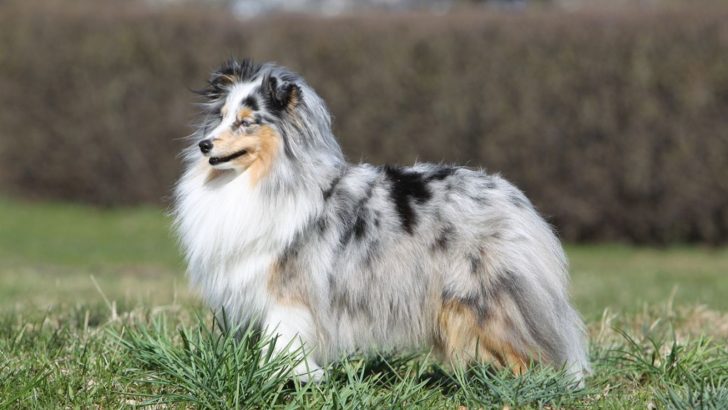 Blue Merle Shetland Sheepdog Genetics Explained