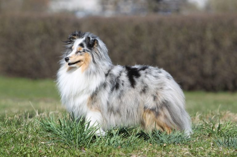 blue merle shetland sheepdog in nature