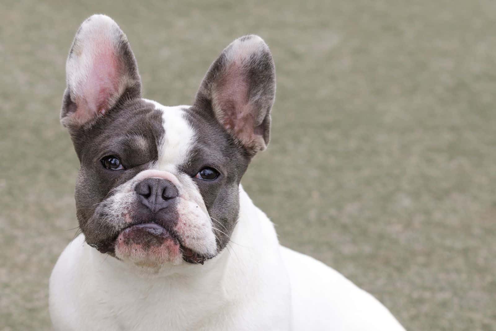 Blue Pied French Bulldog