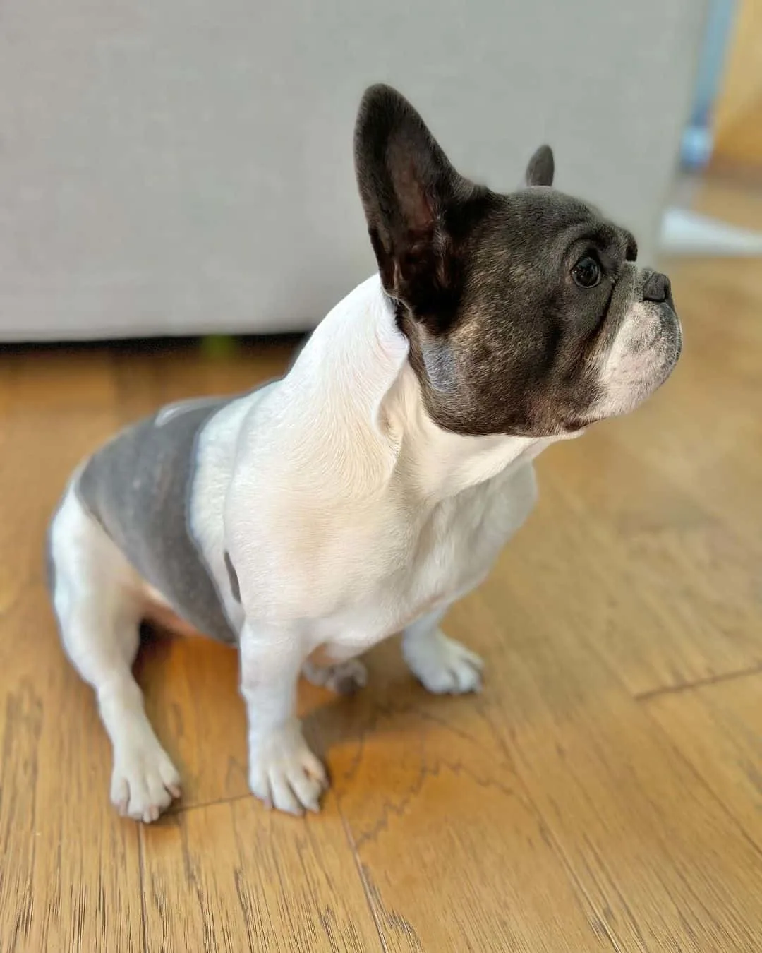 Blue Pied French Bulldogs