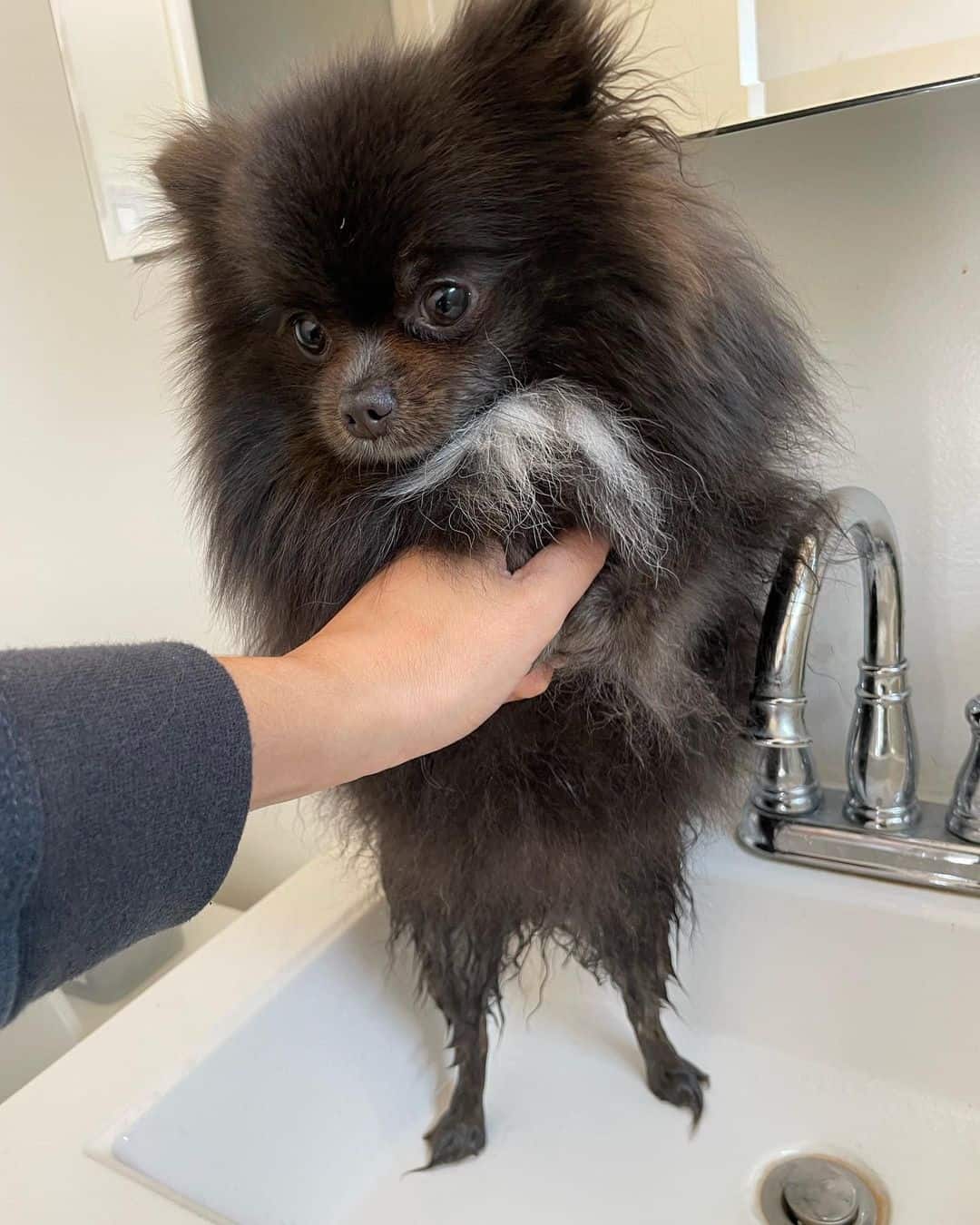 Blue Pomeranian takes a bath