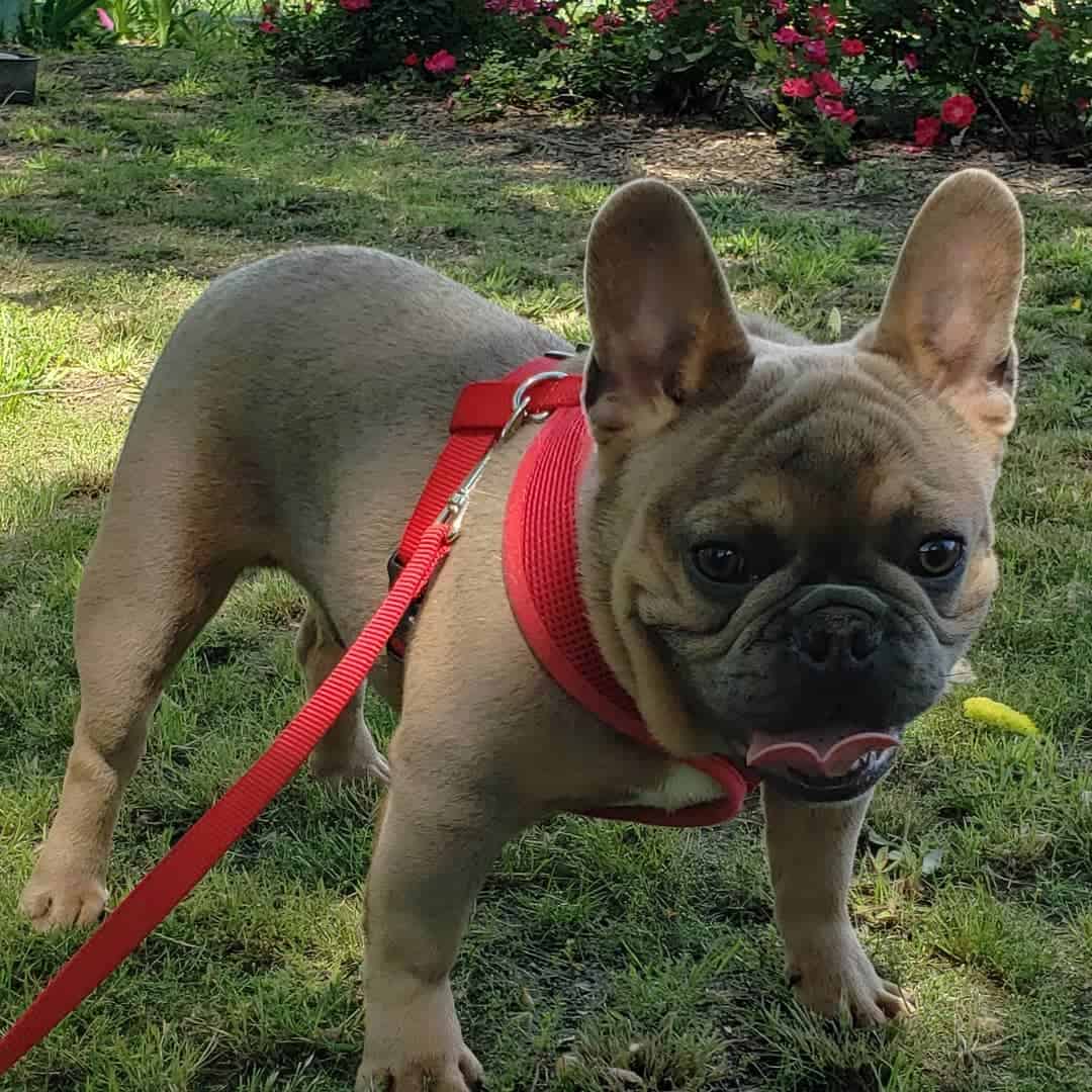 Blue Sable French Bulldogs