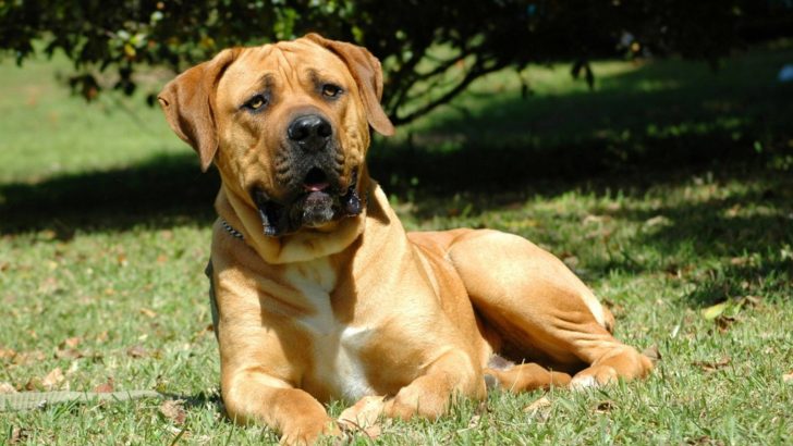 Boerboel Price: A Big Dog With A Big Price