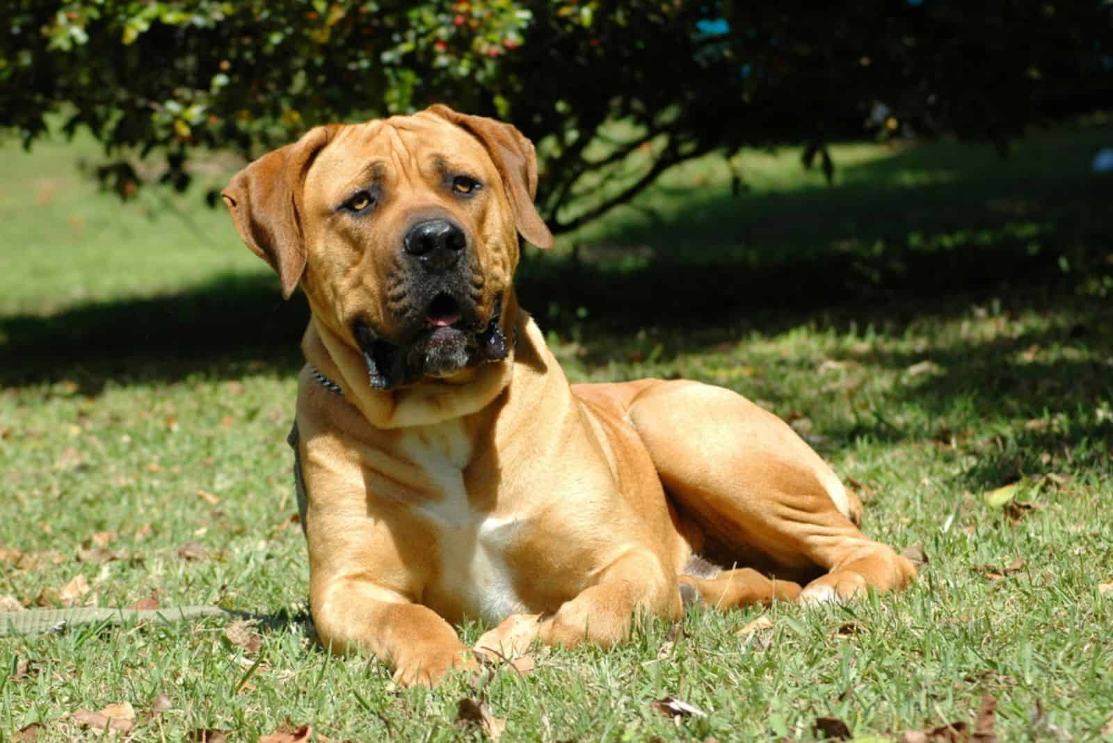 beautiful boerboel dog laying on the grass