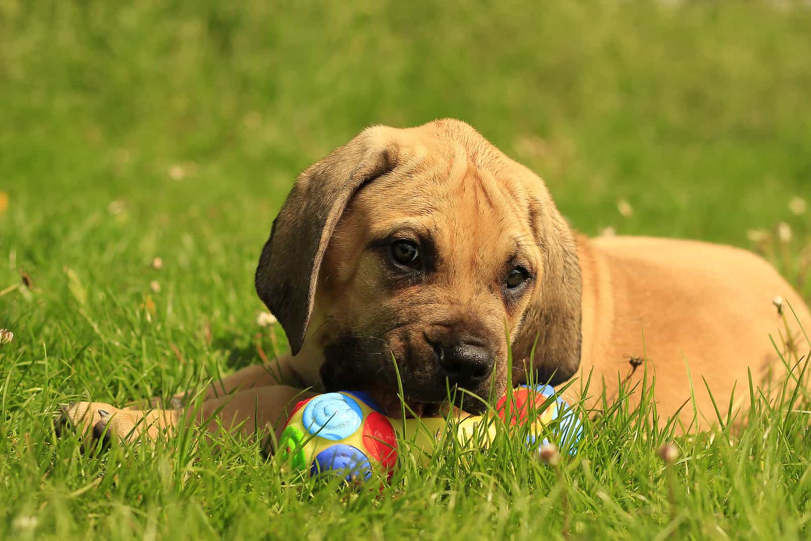 Boerboel puppy playing with ball in the grass