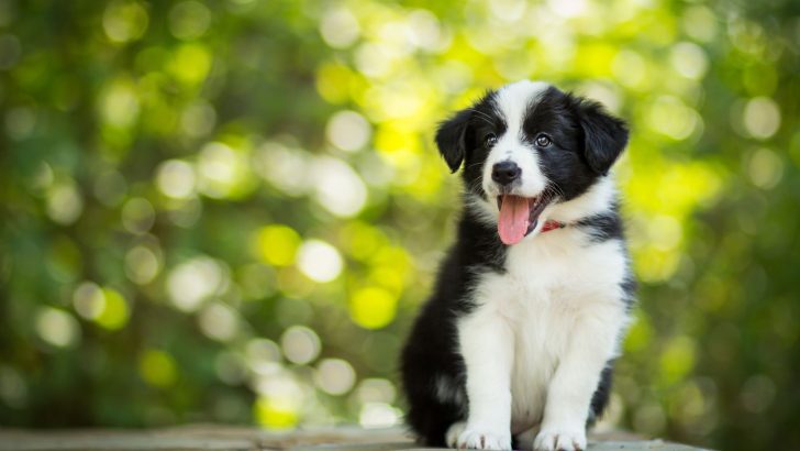 Top 13 Border Collie Breeders In Texas — Best Texan Collies