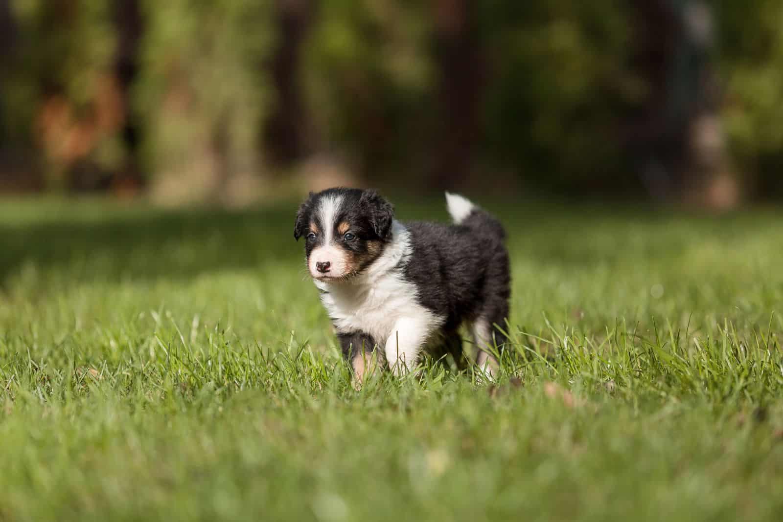 Border Collie Puppy walks in the field