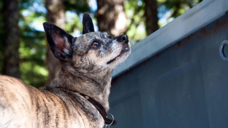Brindle Chihuahua: Are They Legit Chihuahuas?